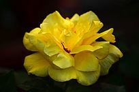 ��ɫõ�廨�����ز�ͼƬ