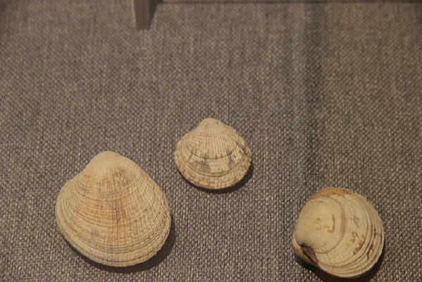 ������Ŀ��