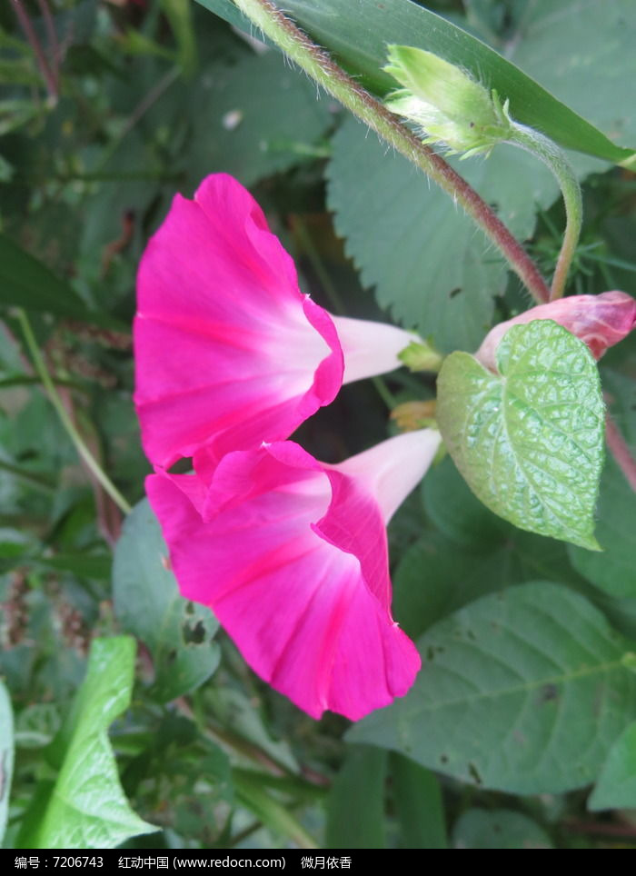 兩朵嬌豔的牽牛花高清圖片下載_紅動中國