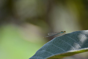 ��ɫҶ���ز�