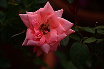 õ�廨���䱳���ز�ͼƬ