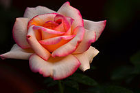 õ�廨�����ز�ͼƬ