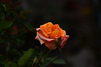 õ�廨�����ʻ��ز�ͼƬ