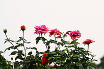 õ�廨���ܷ羰ͼƬ