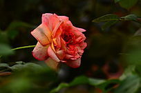 õ�廨�����ز�ͼƬ