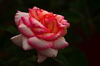 õ���ʻ��ز�ͼƬ