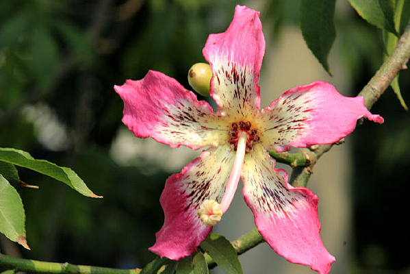 ������ľ�޻���