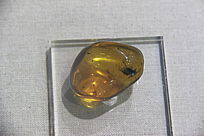 ��Ы��ʳ����������