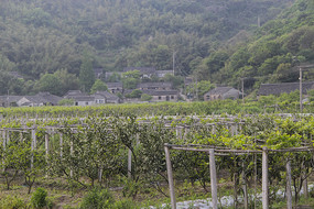 ɽ������