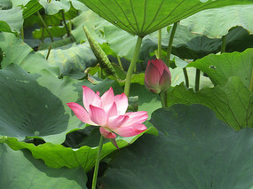 ʢ�������ɻ���Ӱͼ