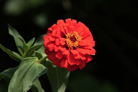 ʢ���ĺ���ղݻ�