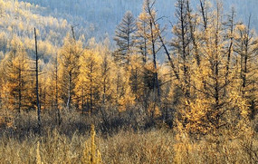 ������ɫ