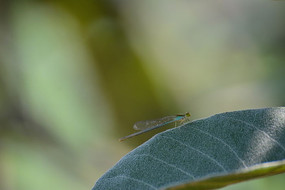 �����ز�