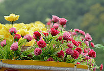 �����ֹ�������������ͼƬ