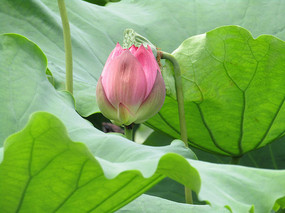 Ψ���ɻ���Ӱͼ