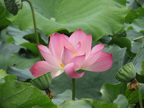 �����ɻ�