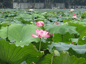 �����ɻ���Ӱ