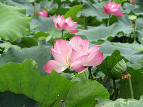 �����ɻ���д