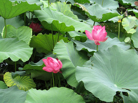 �����ɻ�ͼƬ