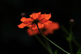 �����µ�С���