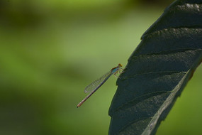 Ҷ�������ز�