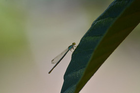 һֻ���Ѹ����ز�