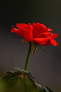 һ֦��õ�廨ͼƬ