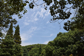 Զ����ɽ��