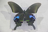 խߴ