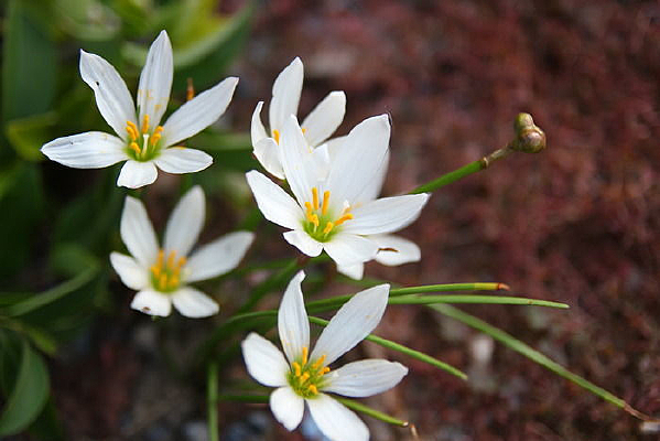 ��ɫľ��������