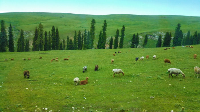 ��ԭ�ϵ���Ⱥ