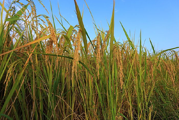 ����һ��