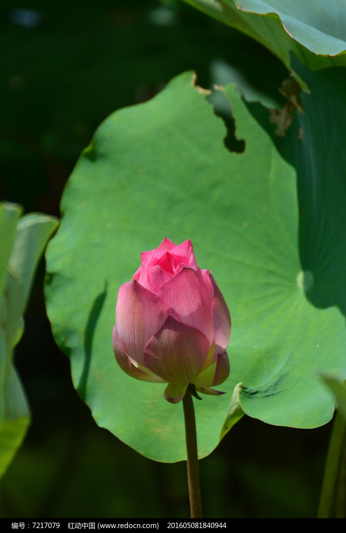 �ɻ��ز�ͼƬ