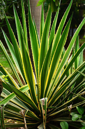 ��Ҷֲ����д�羰ͼƬ