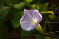 ���Ȼ�������дͼƬ