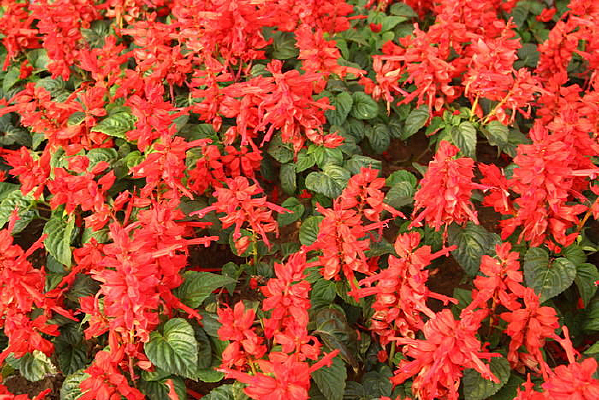 һ���컨��