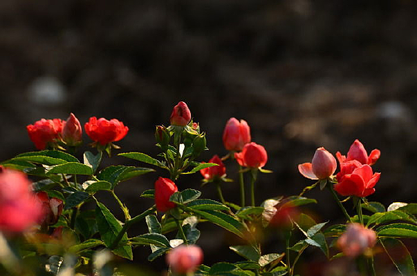 �����ĺ�ɫ�¼���С����дͼƬ