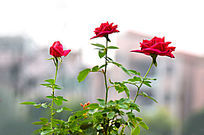 ������õ�廨�羰ͼƬ