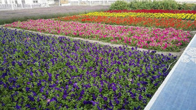 ��������ɫ����