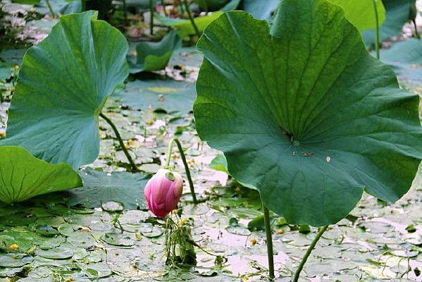 �����ɻ�