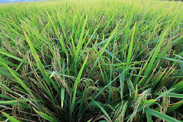 ������ջ�