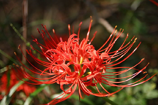 ɽ�Ϻ�ɫҰ��