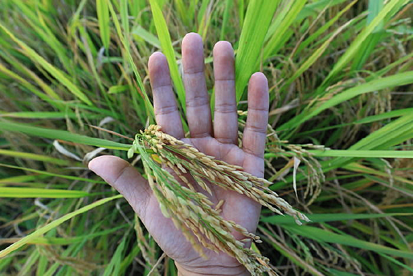 �����ĵ���