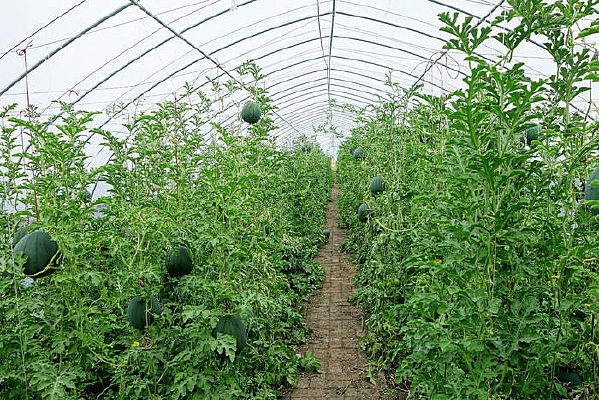 ���ϴ�����ֲ������