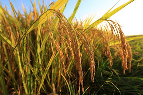 �����ĵ���