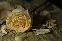 ����õ��