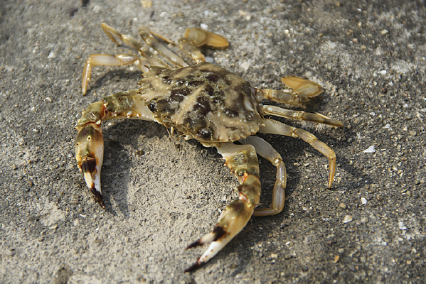 �ʻ�����з