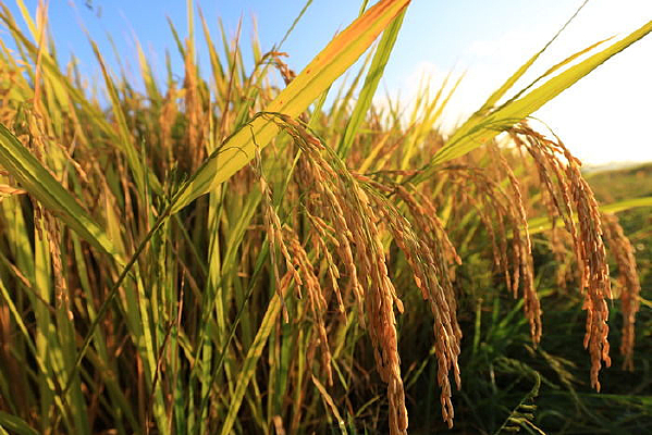 ������ҫ�µĵ���