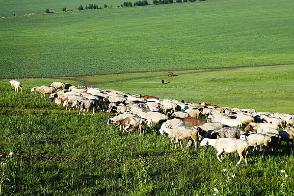 ��Ⱥ����