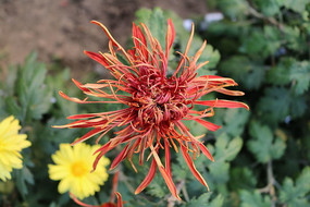 һ��Ⱥ�ɫ�ջ�